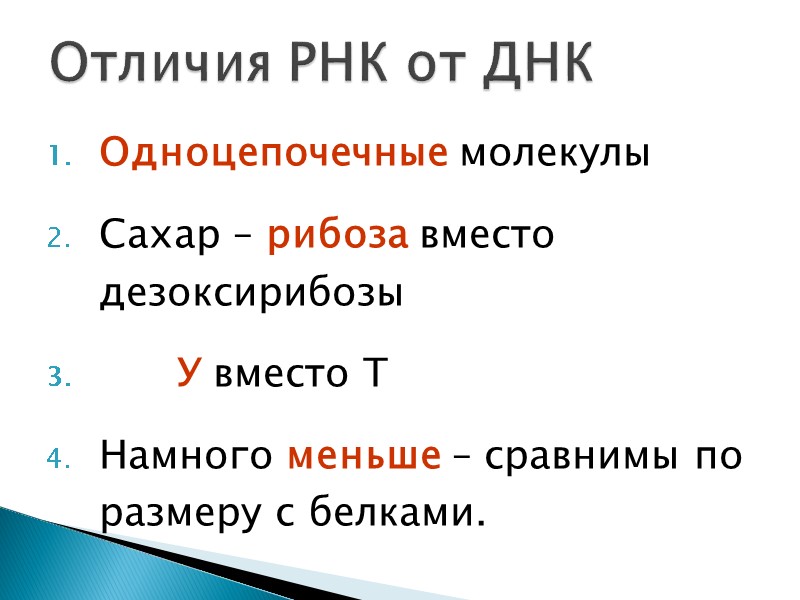 Одноцепочечные молекулы Сахар – рибоза вместо дезоксирибозы       У